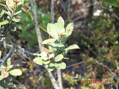 Lyonia fruticosa