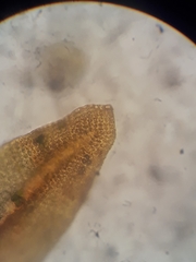 Zygodon obtusifolius