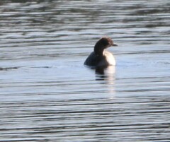 Podiceps auritus