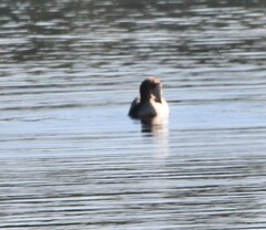Podiceps auritus