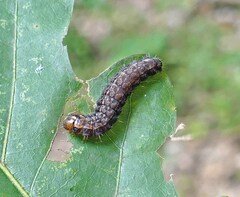 Acronicta immodica