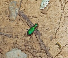 Cicindela sexguttata