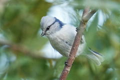 Cyanistes cyanus