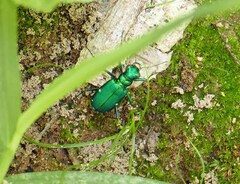 Cicindela sexguttata