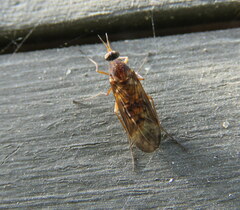 Sylvicola neozelandicus