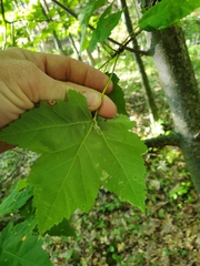 Acer spicatum