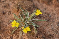 Goodenia willisiana