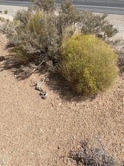 Gutierrezia microcephala