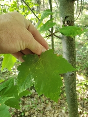 Acer spicatum