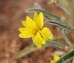Goodenia willisiana