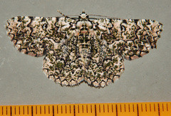 Aeolochroma subrubescens