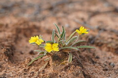 Goodenia willisiana