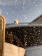 Cryptolaemus montrouzieri