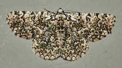 Aeolochroma subrubescens