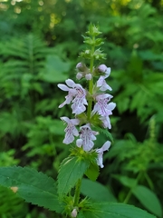 Stachys hispida