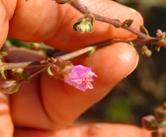 Mirabilis nyctaginea