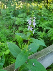 Stachys hispida