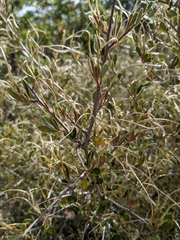 Cercocarpus