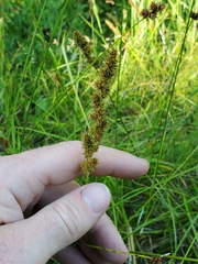 Carex vulpinoidea