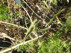 Mirabilis nyctaginea