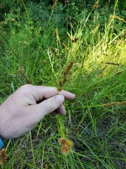 Carex vulpinoidea