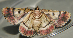 Aeolochroma subrubescens