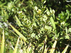 Lyonia fruticosa