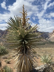 Yucca brevifolia