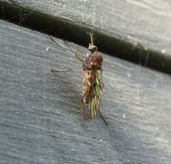 Sylvicola neozelandicus