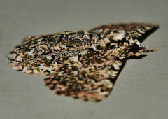 Aeolochroma subrubescens