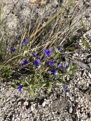 Scaevola ramosissima