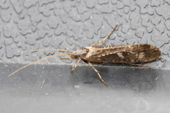 Trichoptera