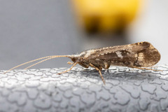 Trichoptera