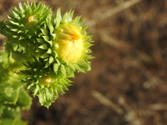 Grindelia ciliata