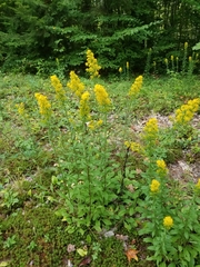 Solidago puberula