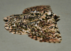 Aeolochroma subrubescens