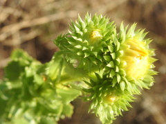 Grindelia ciliata