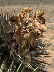 Yucca brevifolia