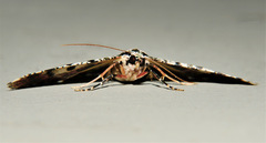 Aeolochroma subrubescens