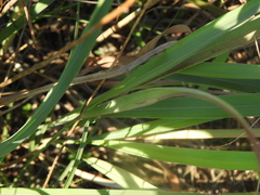 Paspalum floridanum