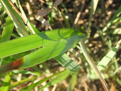 Paspalum floridanum