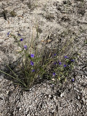 Scaevola ramosissima