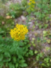 Solidago puberula