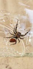 Phidippus clarus