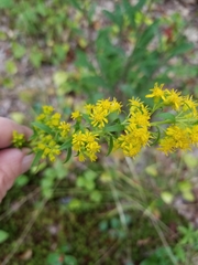 Solidago puberula