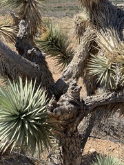 Yucca brevifolia