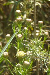 Brickellia eupatorioides