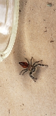 Phidippus clarus