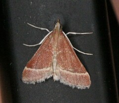 Pyrausta lethalis