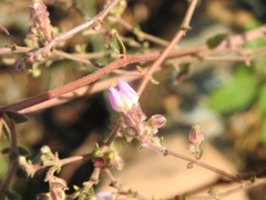 Mirabilis albida